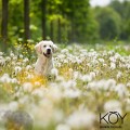 Köy’de Kedi ve Köpekler İçin Özel Alanlar