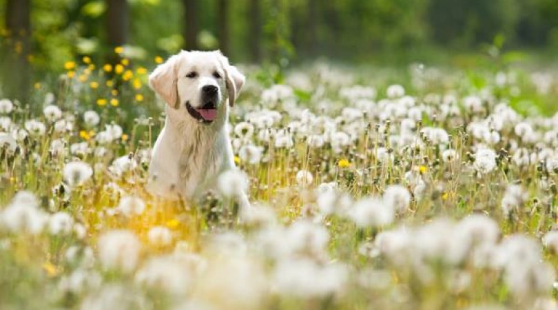 Köy’de Kedi ve Köpekler İçin Özel Alanlar