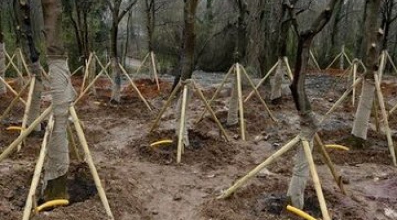 Zekeriyaköy’deki Köy’de 232 ağaç taşıdılar – Haberkolaj.com